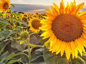 Russia may overtake Ukraine as world's top exporter of sunflower oil